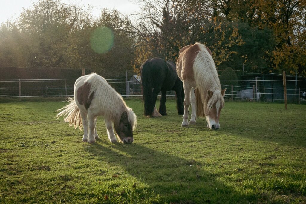 EquiNox – hippothérapie à Overijse