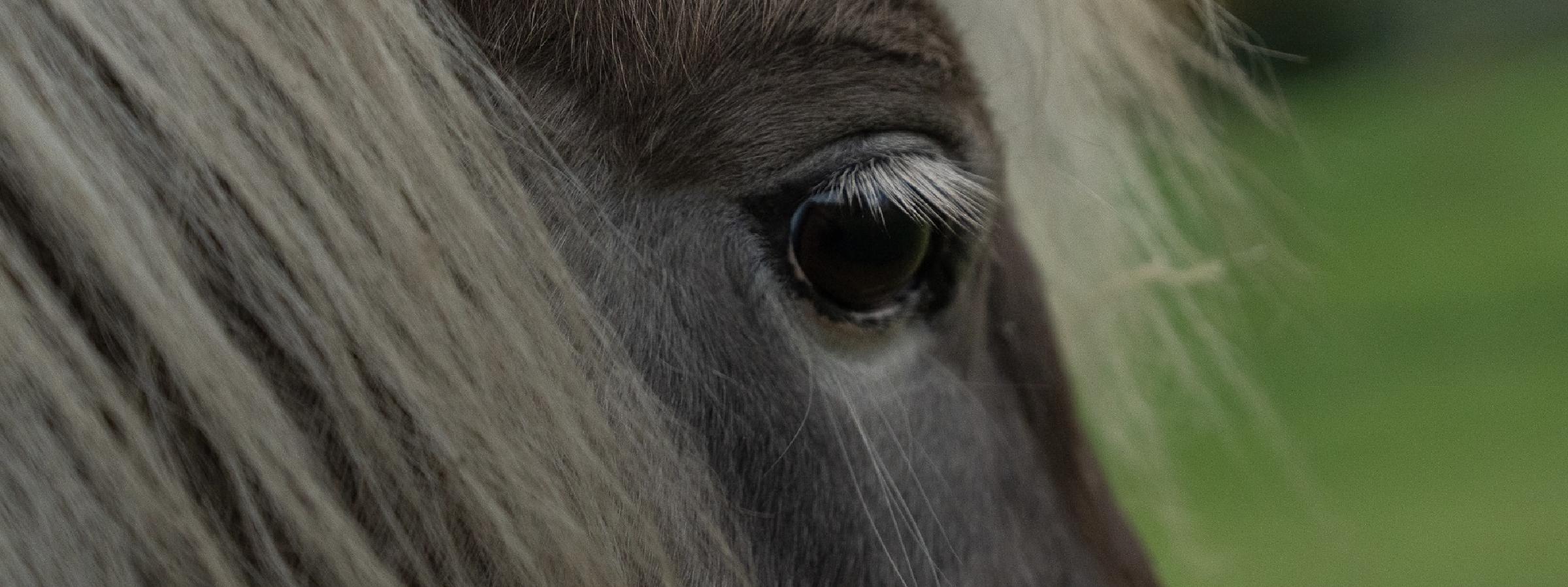 Visite à domicile avec Mya, le mini-cheval